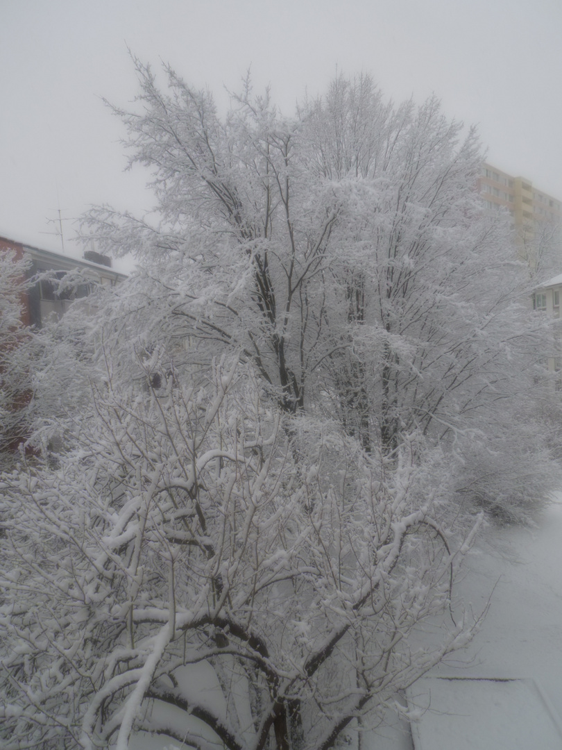 Baum mit Schnee