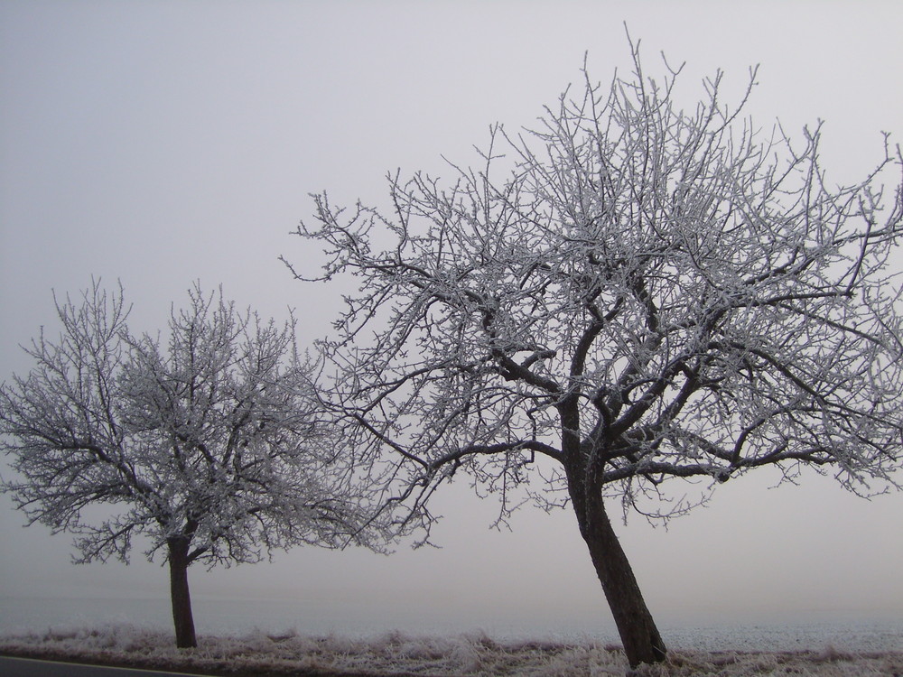 Baum mit schnee