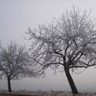 Baum mit schnee