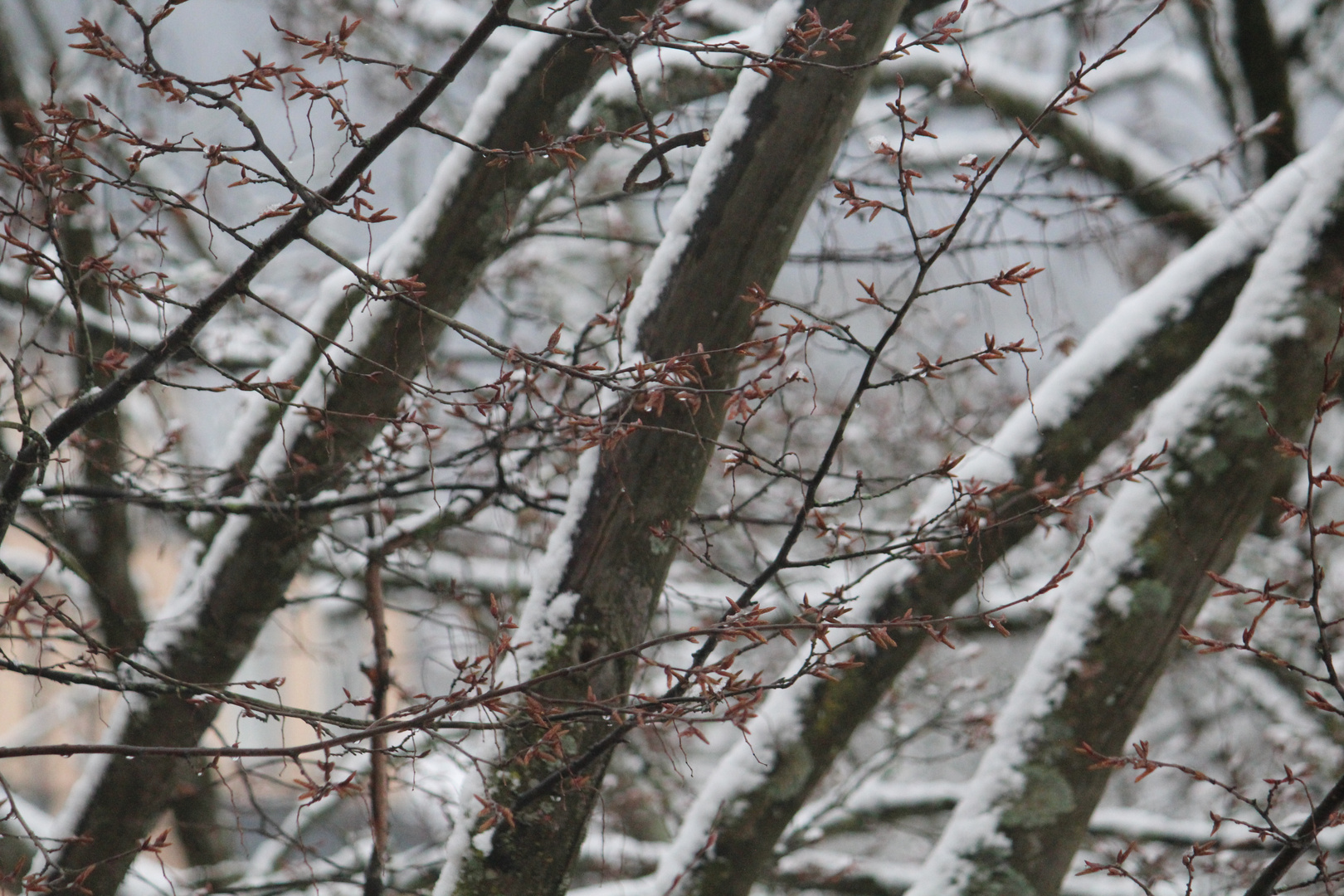 Baum mit Schnee