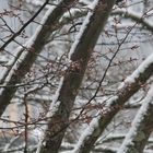 Baum mit Schnee