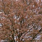 Baum mit Schnee