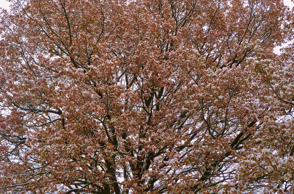 Baum mit Schnee