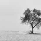 Baum mit Schnee 