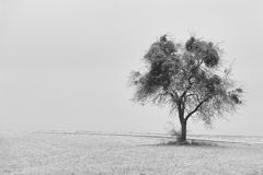 Baum mit Schnee 