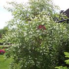 Baum mit schönen Blüten