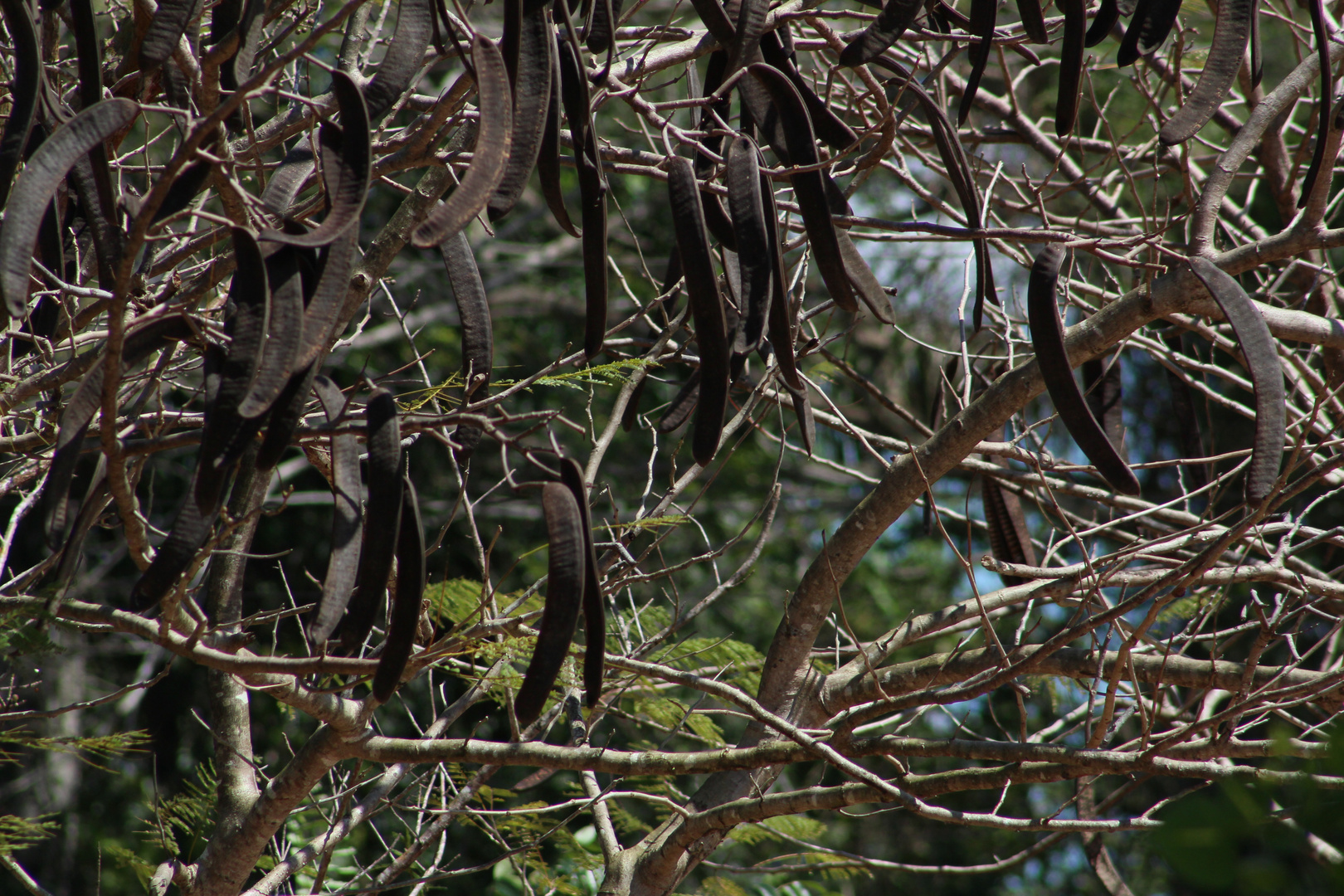 Baum mit schwarzen Schoten