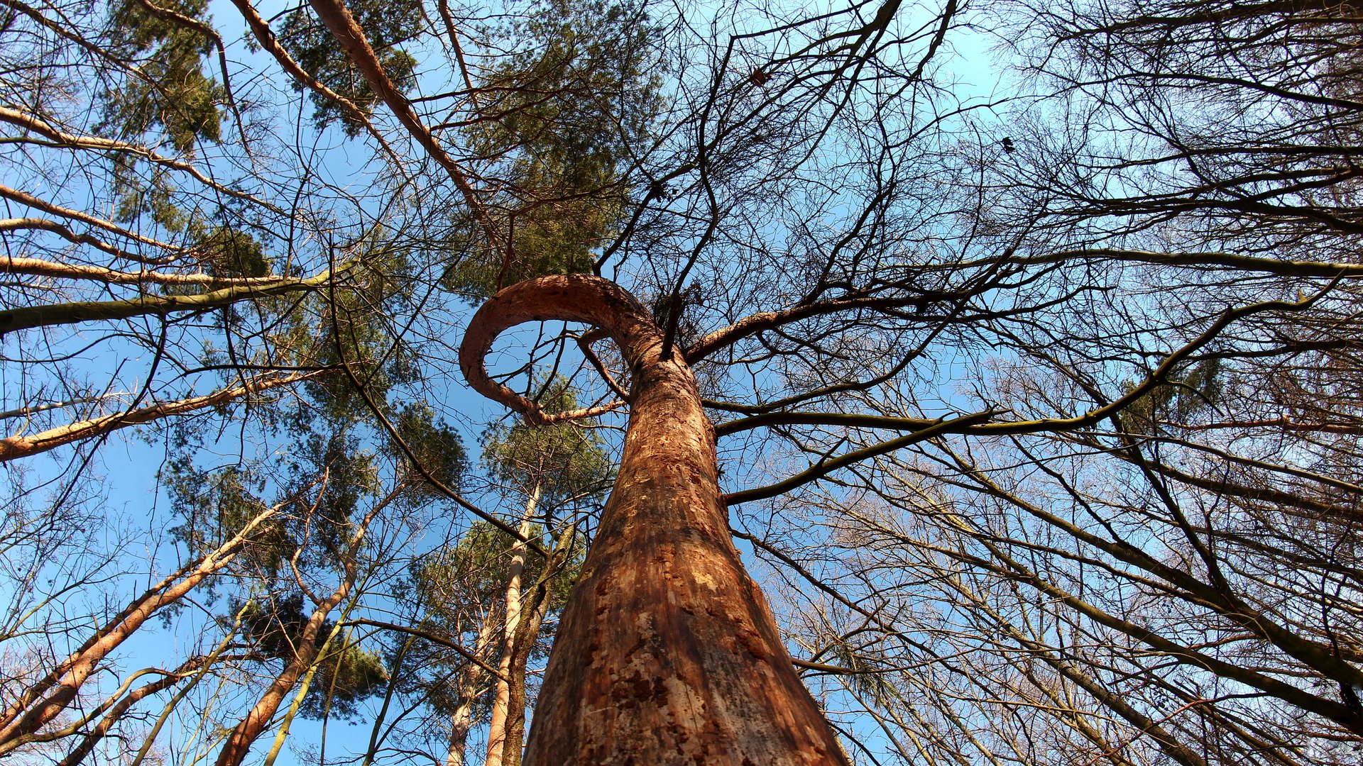 Baum mit Schwung