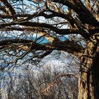 Baum mit Seeblick