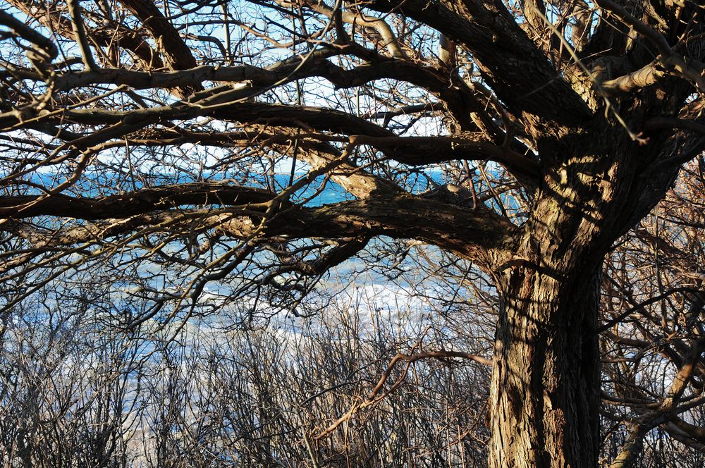 Baum mit Seeblick