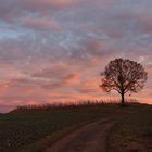 Baum mit Silvesterhimmel