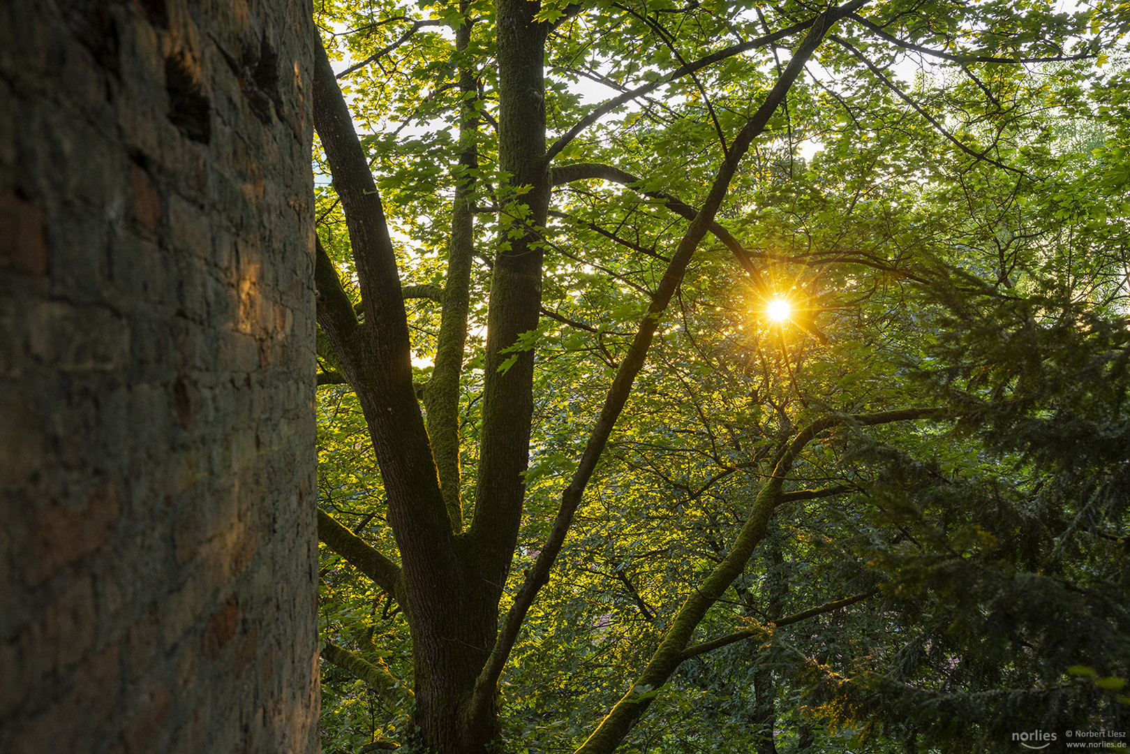 Baum mit Sonne