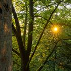 Baum mit Sonne