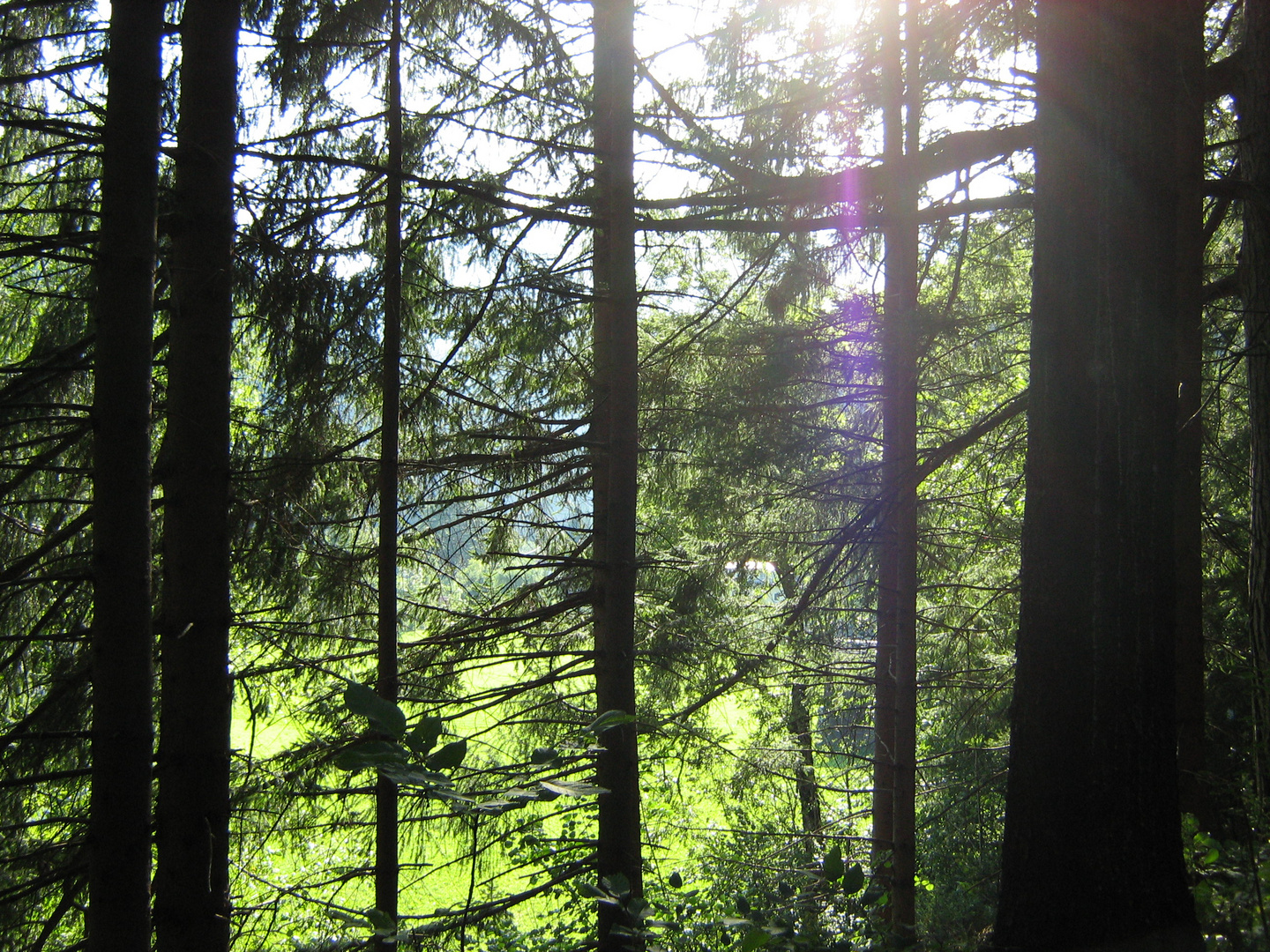 Baum mit Sonne