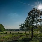 Baum mit Sonnenstern