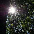 Baum mit Sonnenstrahlen