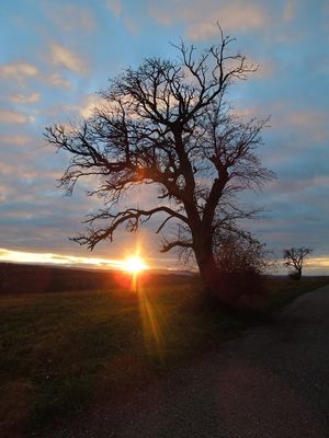 Baum mit Sonnenuntergang