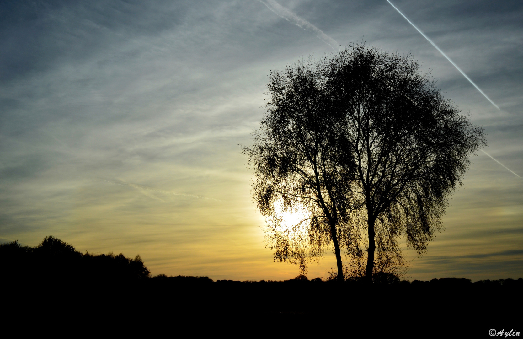 Baum mit Sonnenuntergang