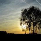 Baum mit Sonnenuntergang