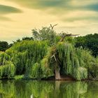 Baum mit Spiegelungen