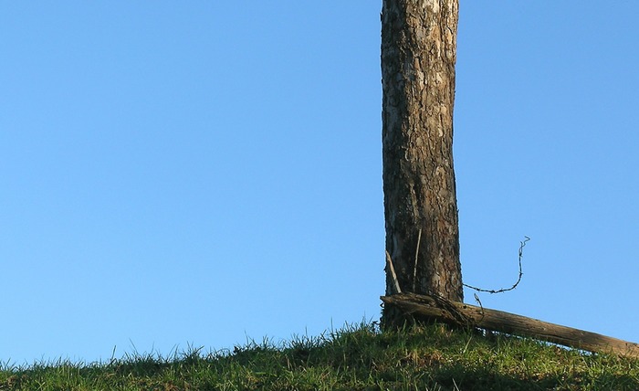 Baum mit Stacheldraht