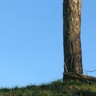 Baum mit Stacheldraht