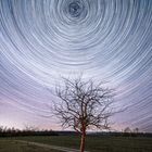 Baum mit Star Trails