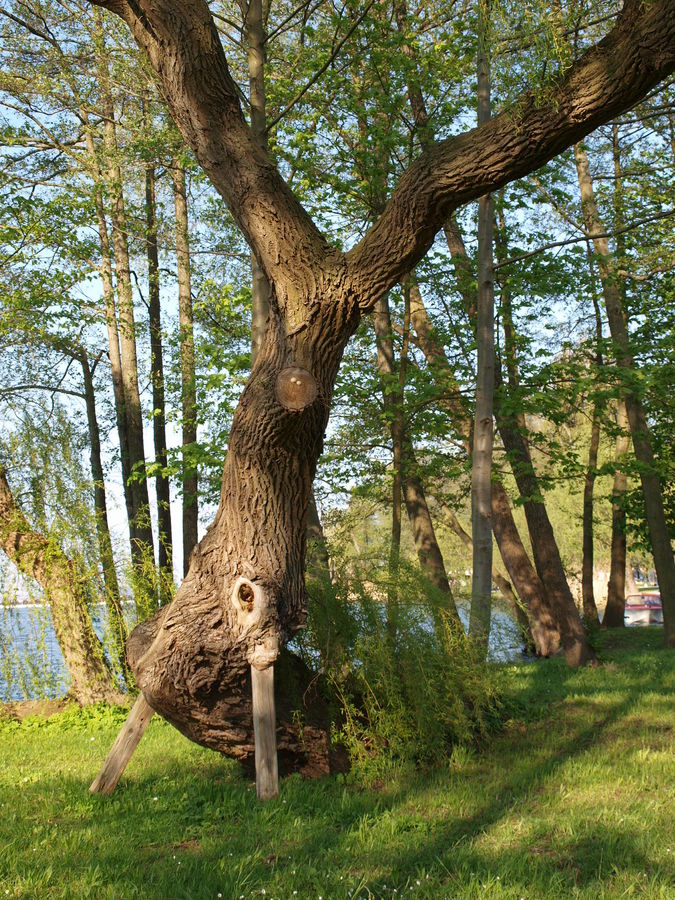 Baum mit Stoßzähnen