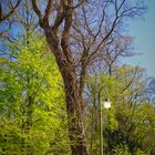 Baum mit Struktur