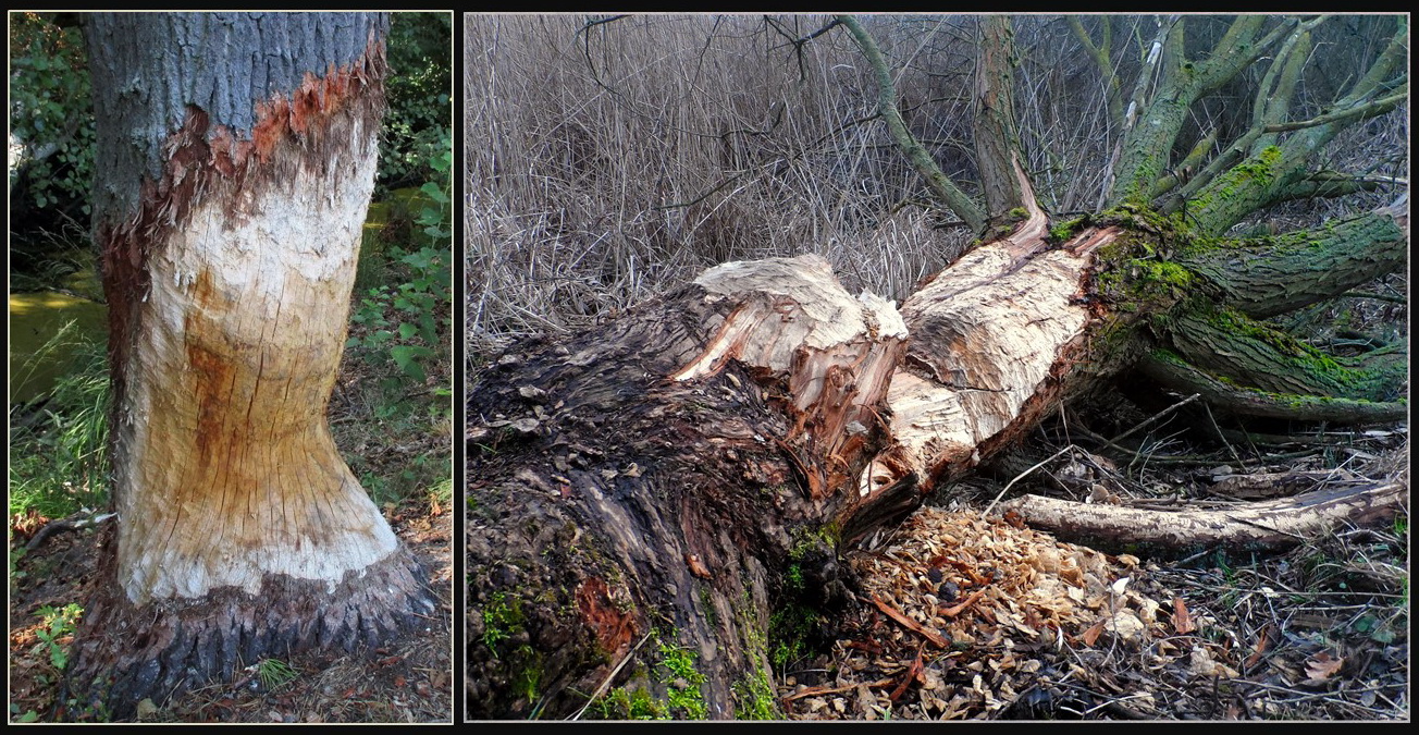 Baum mit Taille. 