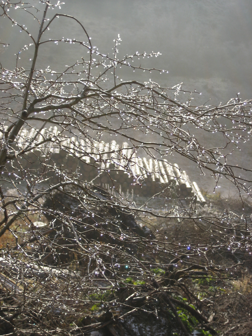 Baum mit Tautropfen