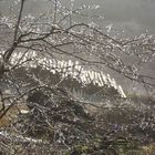 Baum mit Tautropfen