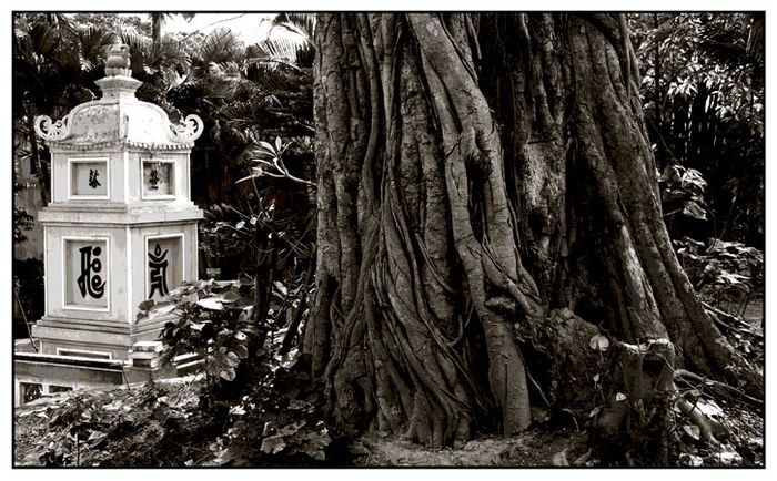 Baum mit Tempel- Vietnam