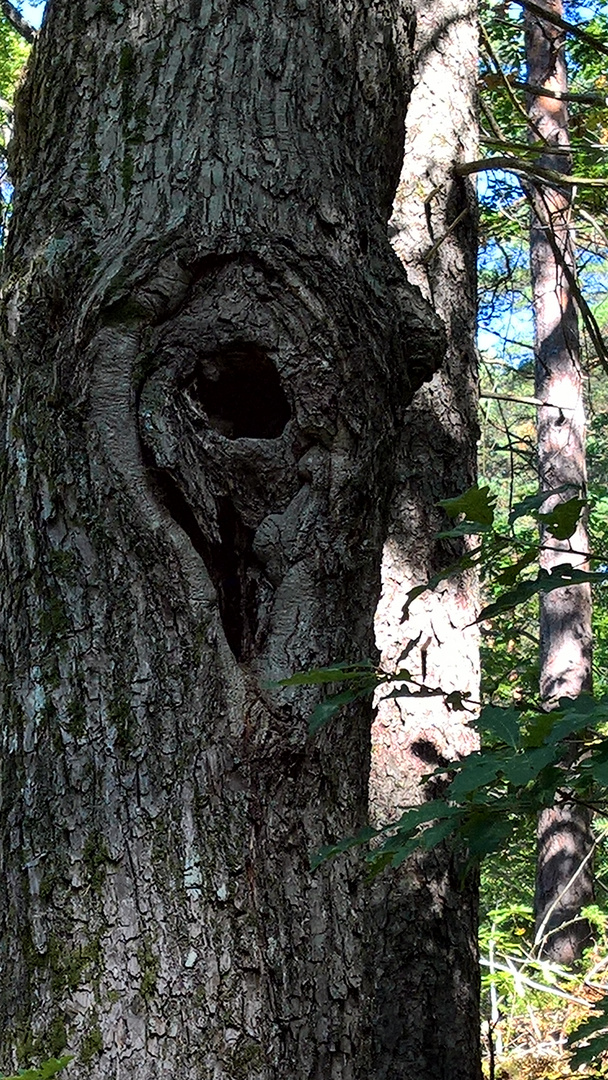 Baum mit Tierschädelgesicht