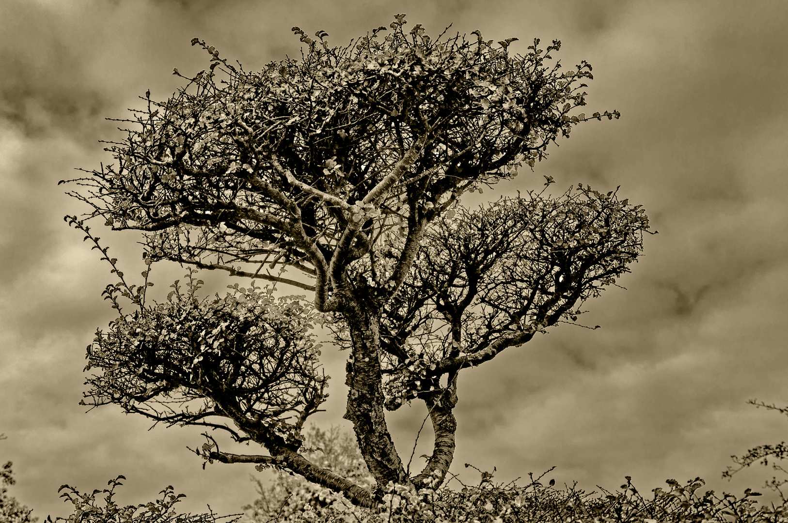 Baum mit Tonung