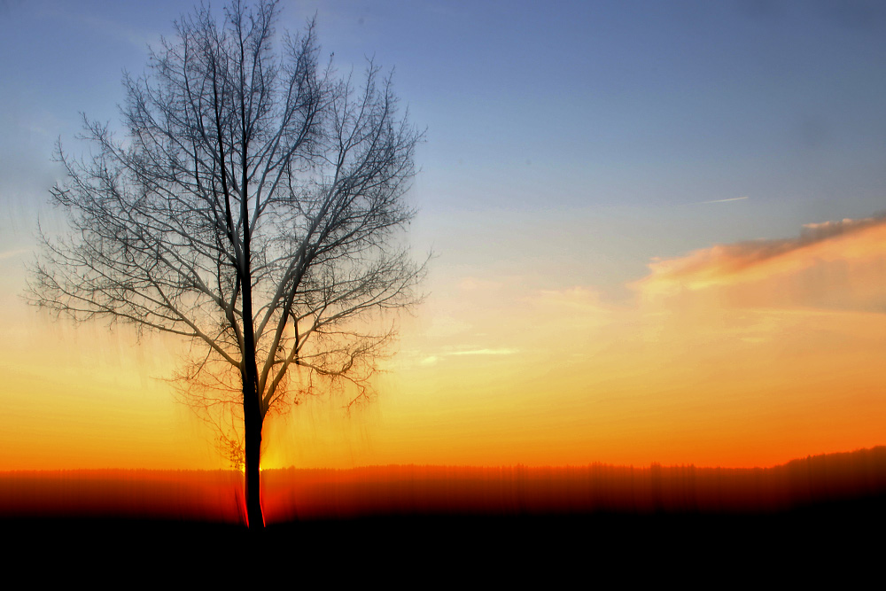 Baum mit versteckter Sonne