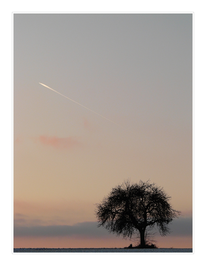 Baum mit viel Himmel und Kondensstreifen