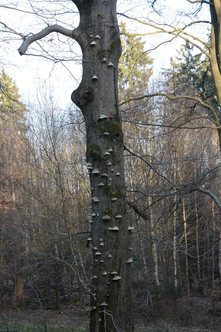 Baum mit vielen Porlingen