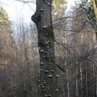 Baum mit vielen Porlingen