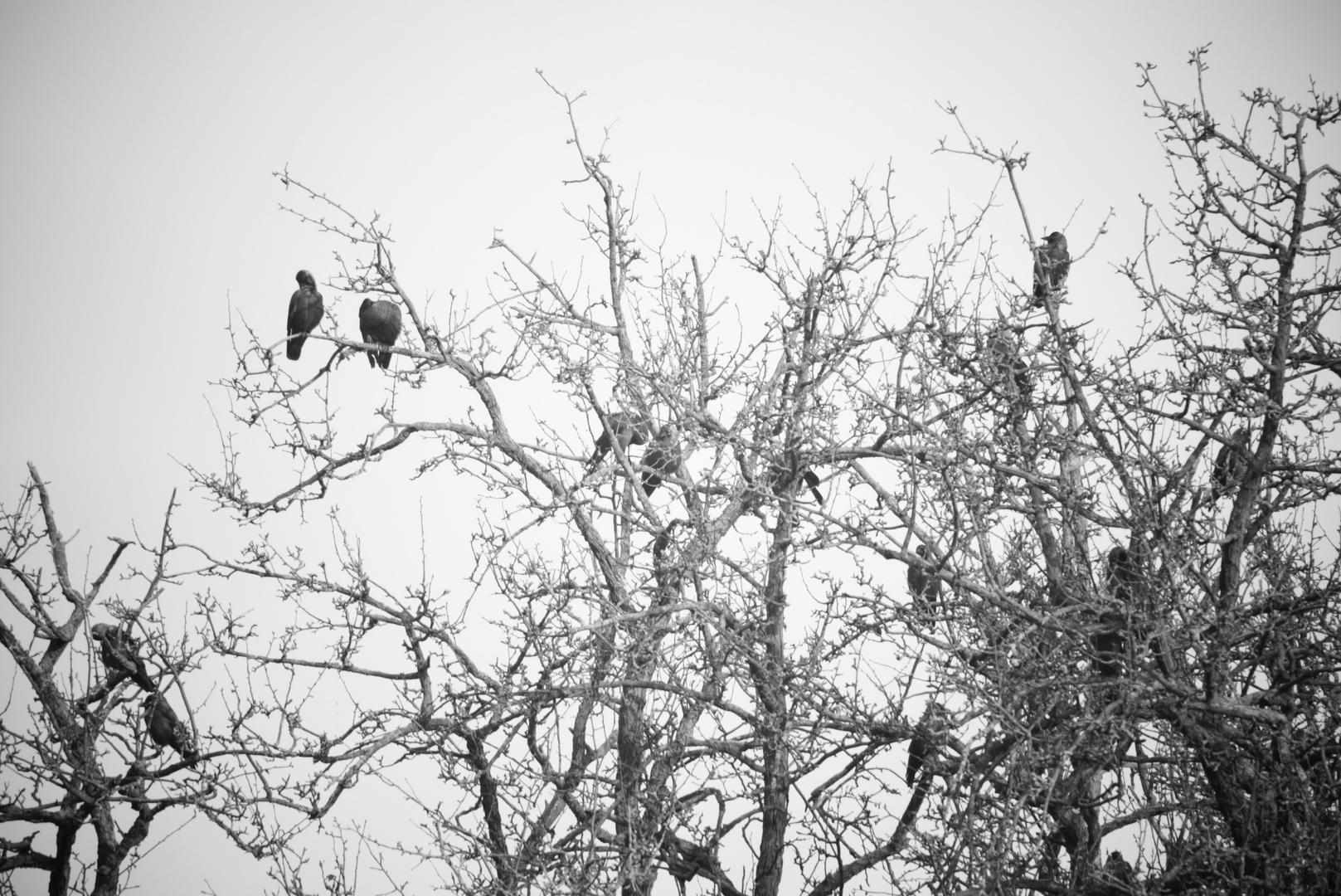 Baum mit Vögel