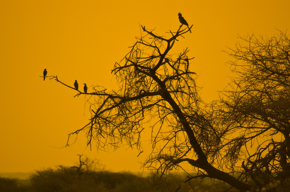 Baum mit Vögeln im Etosha-Nationalpark