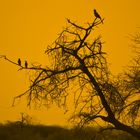 Baum mit Vögeln im Etosha-Nationalpark