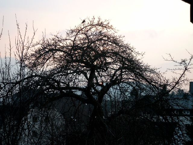 Baum mit Vogel