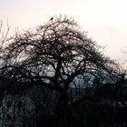 Baum mit Vogel