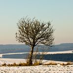 baum mit vogel in der schneifel