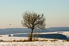 baum mit vogel in der schneifel