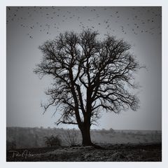 Baum mit Vogelschwarm