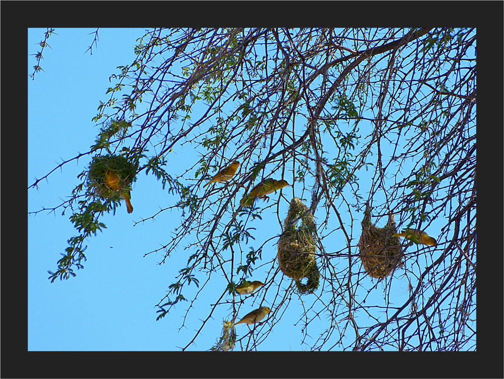 Baum mit Webervögeln