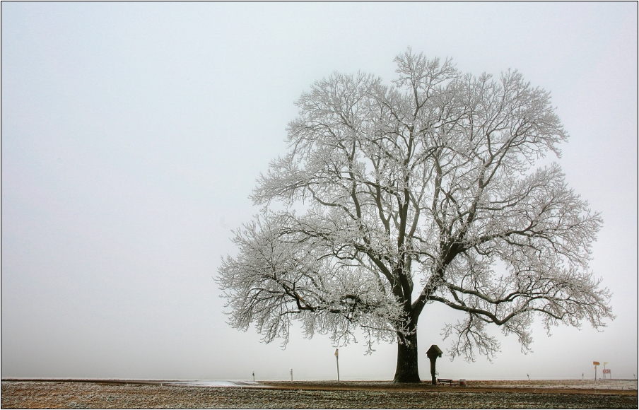 Baum mit Wegkreuz, Bank und Mülleimer