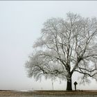 Baum mit Wegkreuz, Bank und Mülleimer